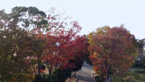 Autumn-trees-in-park-with-cityscape-in-the-distance,-warm-light