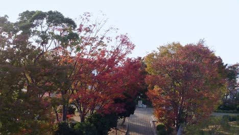 árboles de otoño en el parque con el paisaje urbano en la distancia, luz cálida