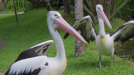 dos pelícanos australianos de pie en el césped en el parque