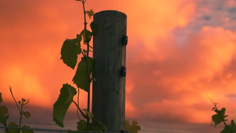 closeup shot of a vine growing up a wooden pole at a vineyard during dusk in waipara, new zealand, with clouds in the background