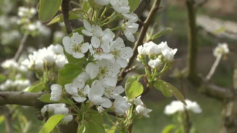 pear blossoms in spring