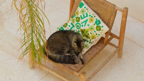 Overhead static shot of a cat grooming itself on a chair with a vibrant Moroccan pillow in Marrakesh, Morocco, showing intimate pet behavior in a cozy setting