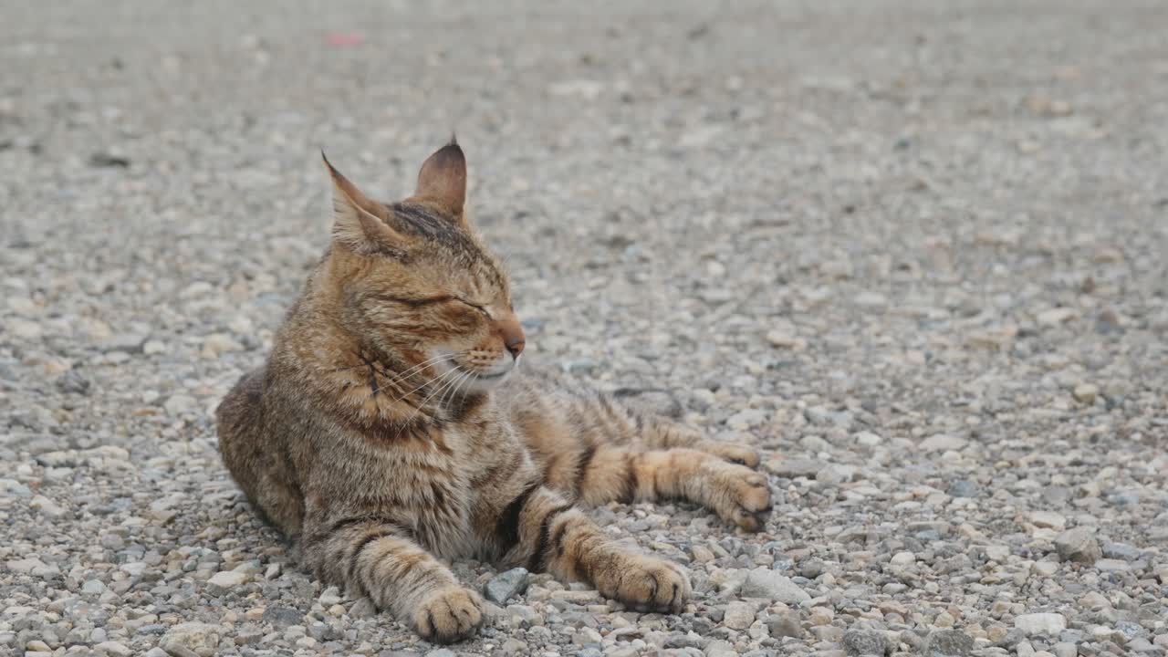 gato callejero en el parque