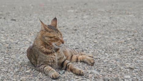 Straßenkatze-Im-Park