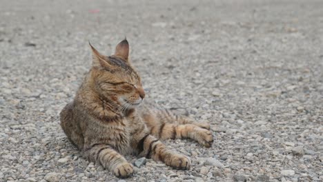 gato callejero en el parque