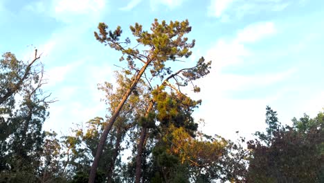 Shot-Of-High-rise-Green-Trees-Under-Sunlight