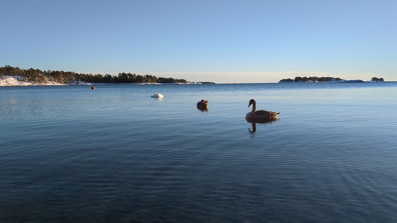 Mother swan with two nearly grown up baby swans floating at calm sea in winter