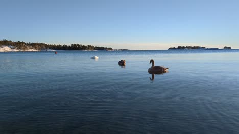 mother swan with two nearly grown up baby swans floating at calm sea in winter