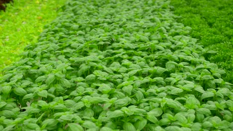 Plantas-De-Albahaca-De-Hojas-Verdes-En-Un-Entorno-De-Cultivo-Hidropónico.