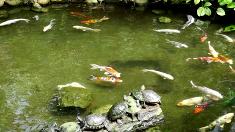 sunbathing turtles on a log surrounded by koi fish