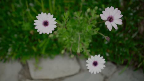 Drei-Chrysanthemen-Gänseblümchen-Pinky-Grün