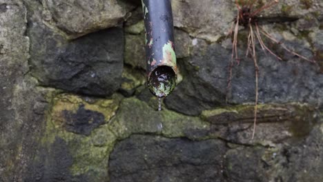 Water-slowly-dripping-out-of-the-thin-rusty-pipe-of-an-old-well-in-the-forest,-still,-no-camera-movement