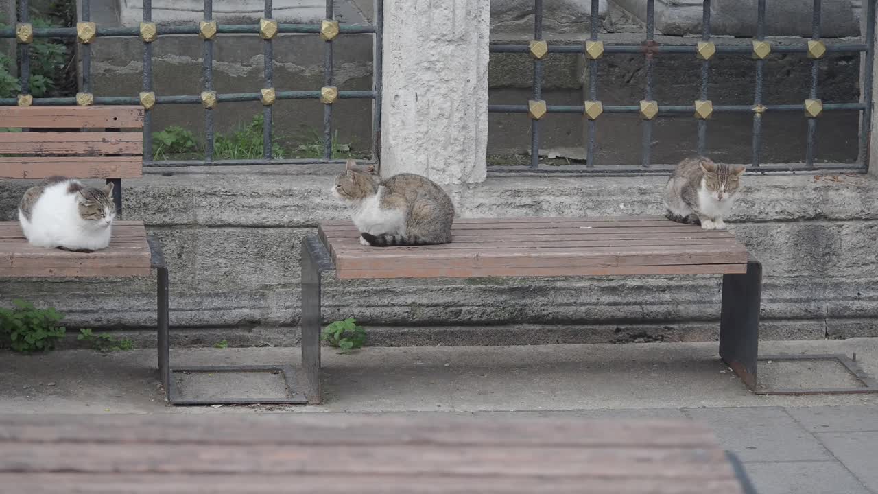 Street Cats on Benches