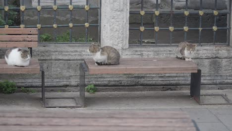 street cats on benches