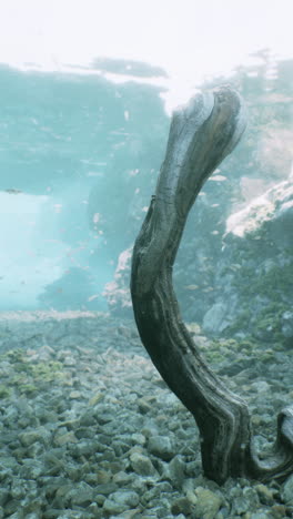 sunken log in clear underwater scene