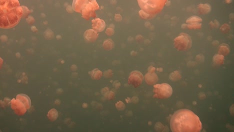 jellyfishes drifting fast towards the camera in jellyfish lake palau islands