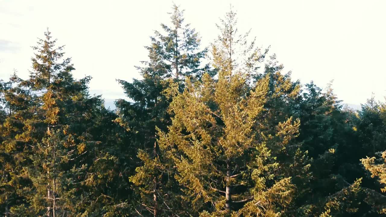 Drone shot climbing straight up through the forest trees to reveal the ocean and three islands