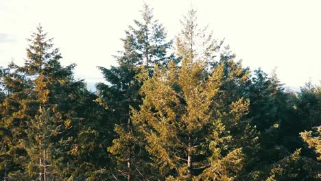 drone shot climbing straight up through the forest trees to reveal the ocean and three islands