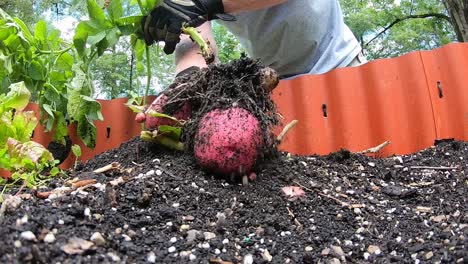 Cosechar-Papas-Rojas-Nuevas-Cama-Elevada-Jardín