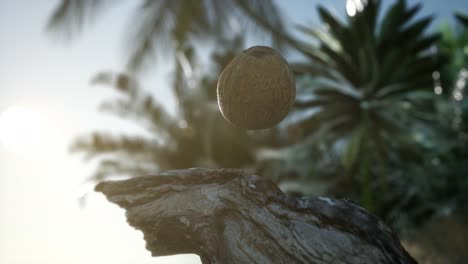 extreme slow motion falling coconut in jungle