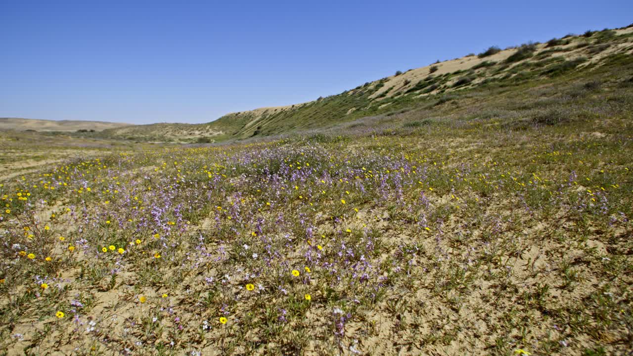 A brief spring bloom in the western Negev plains