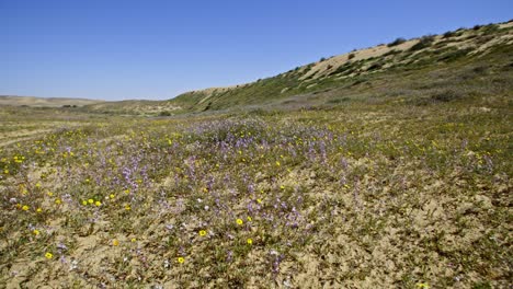 a brief spring bloom in the western negev plains