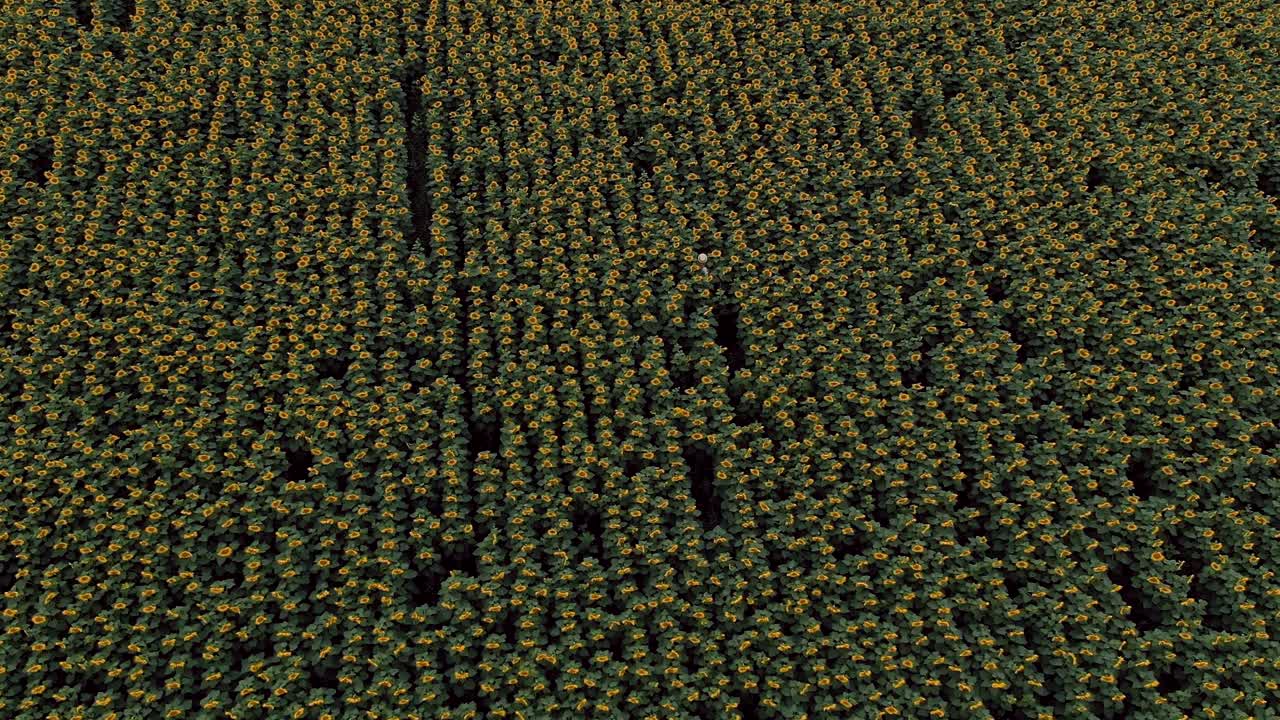 모자를 입은 여자가 해바라기 들판에서 고 있습니다. 카메라의 원형 움직임. 코프터에서 공중 뷰 비디오.  뷰.