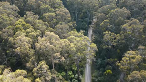 drone aerial moving backwards over lush dandenong mountains in australia full of trees showing a road in the middle