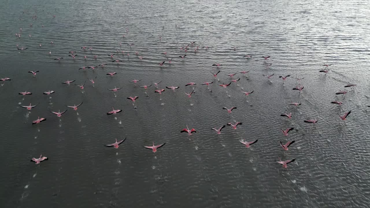 Aerial view of flock of Chilean flamingos flying above shallow lake in the Laguna Colorada during sunset, South of Salar, Bolivia