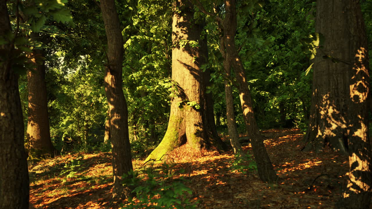 солнечный свет проходит через деревья в лесу