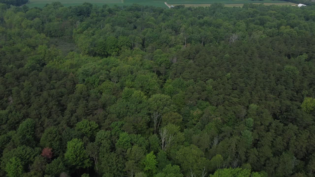 Deep deciduous forest in Ontario Canada that is reserved for hunting