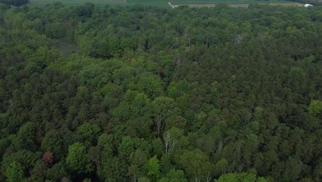 Deep deciduous forest in Ontario Canada that is reserved for hunting