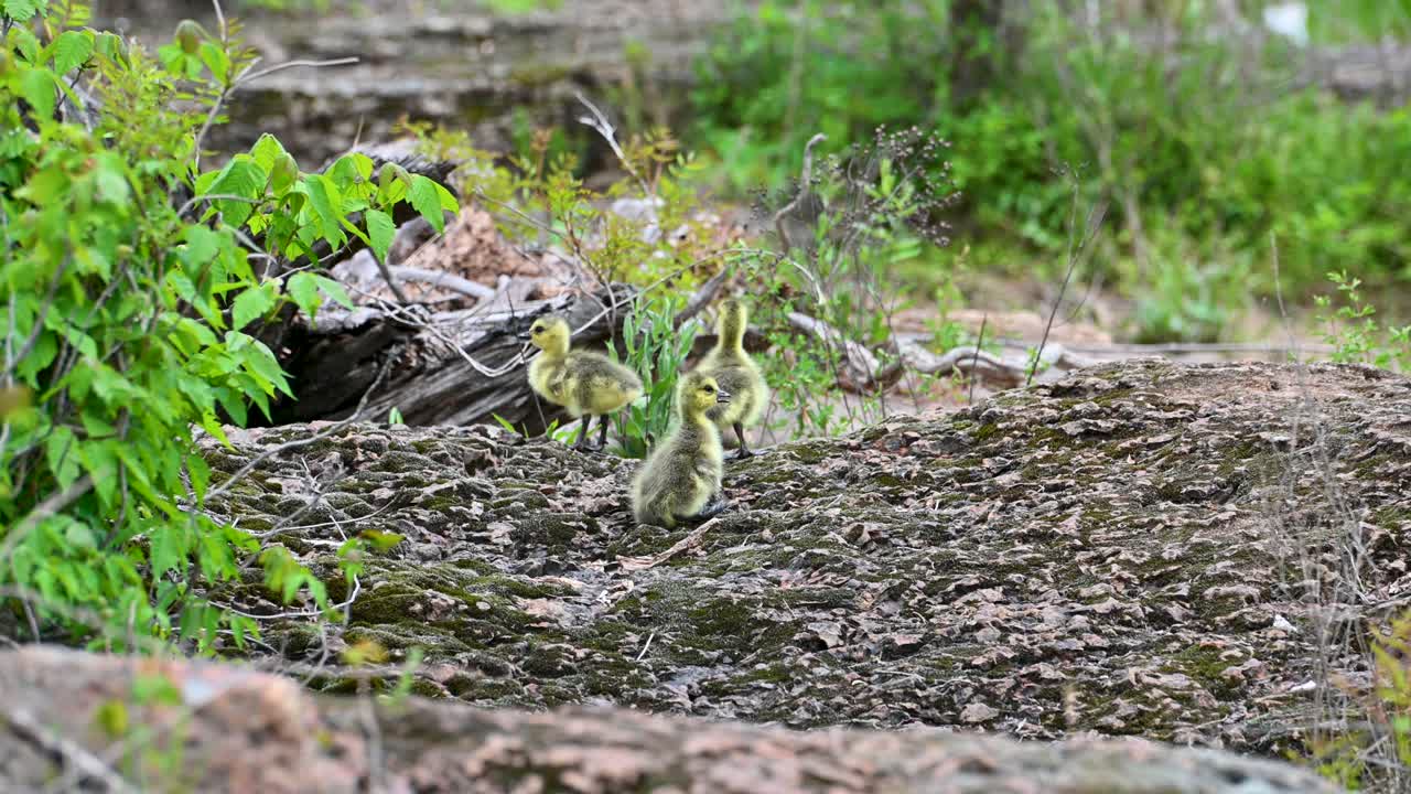 어린 거위 들 이 거친 지형 에서 고 있다