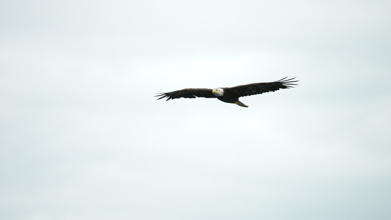 Aquila che pesca e si nutre nella Columbia Britannica, Canada