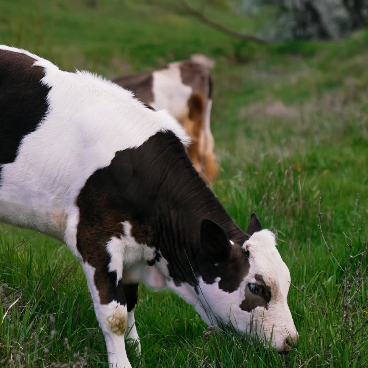 Herd cattle on green pasture