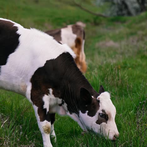 herd cattle on green pasture