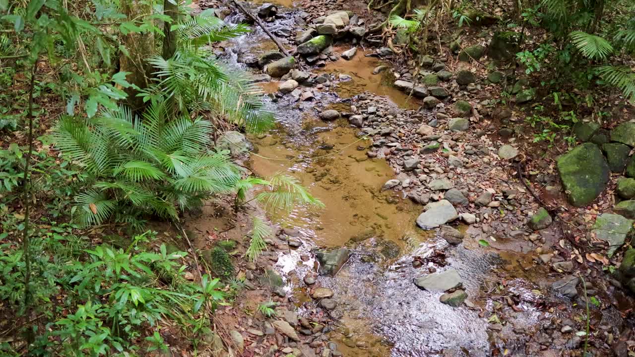 A gentle stream meanders through a vibrant rainforest, surrounded by lush greenery and rocks, under soft natural lighting