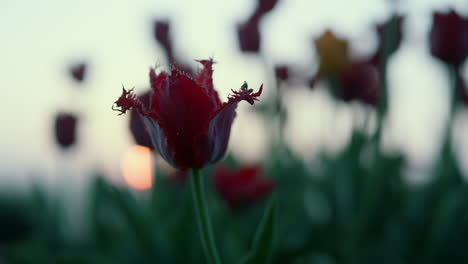 closeup blooming flower silhouette in sunset background. beautiful red tulip bud