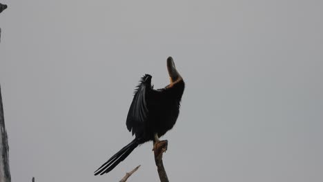 anhinga en el área del estanque