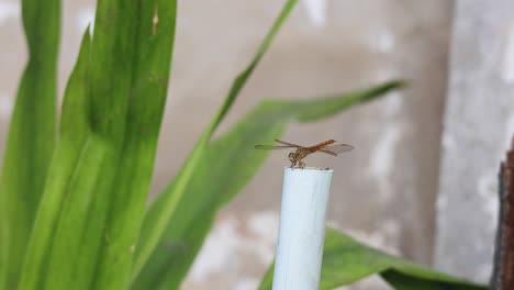 a dragonfly resting on a white pipe over time