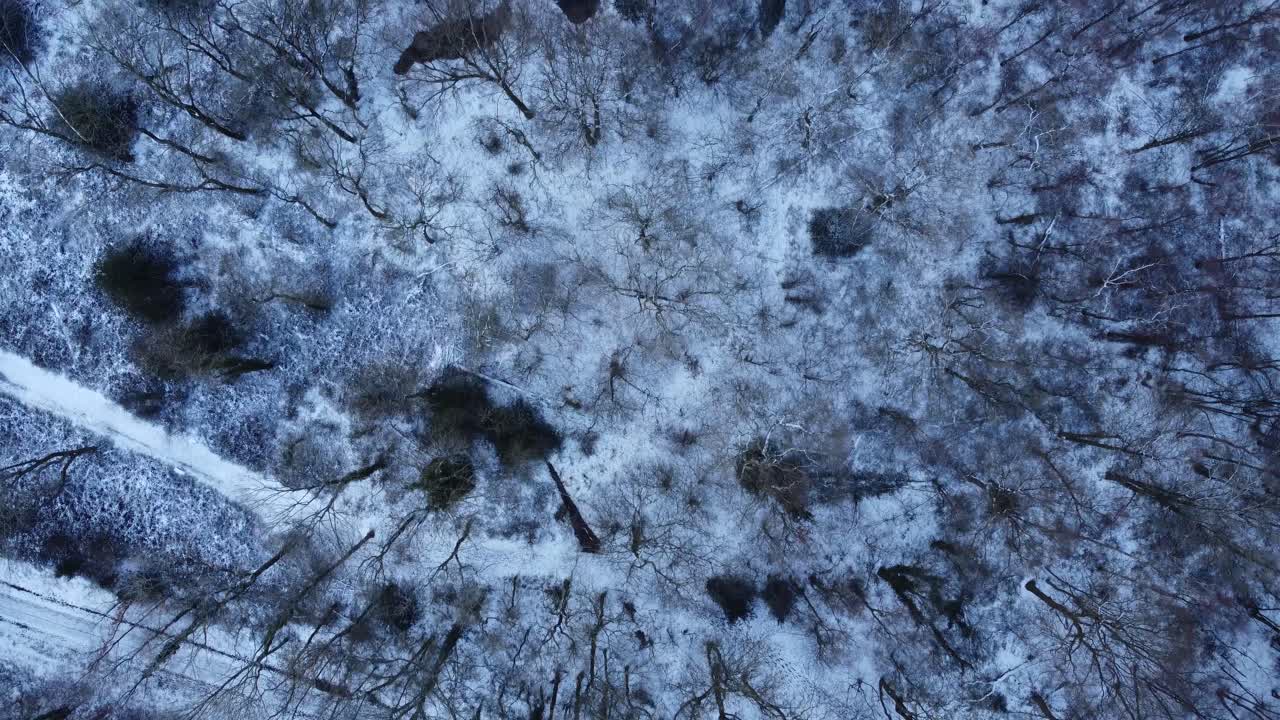 vista de pájaro de los bosques de invierno inglés cubiertos de nieve sobrecarga caducifolia
