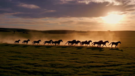 horses running at sunset