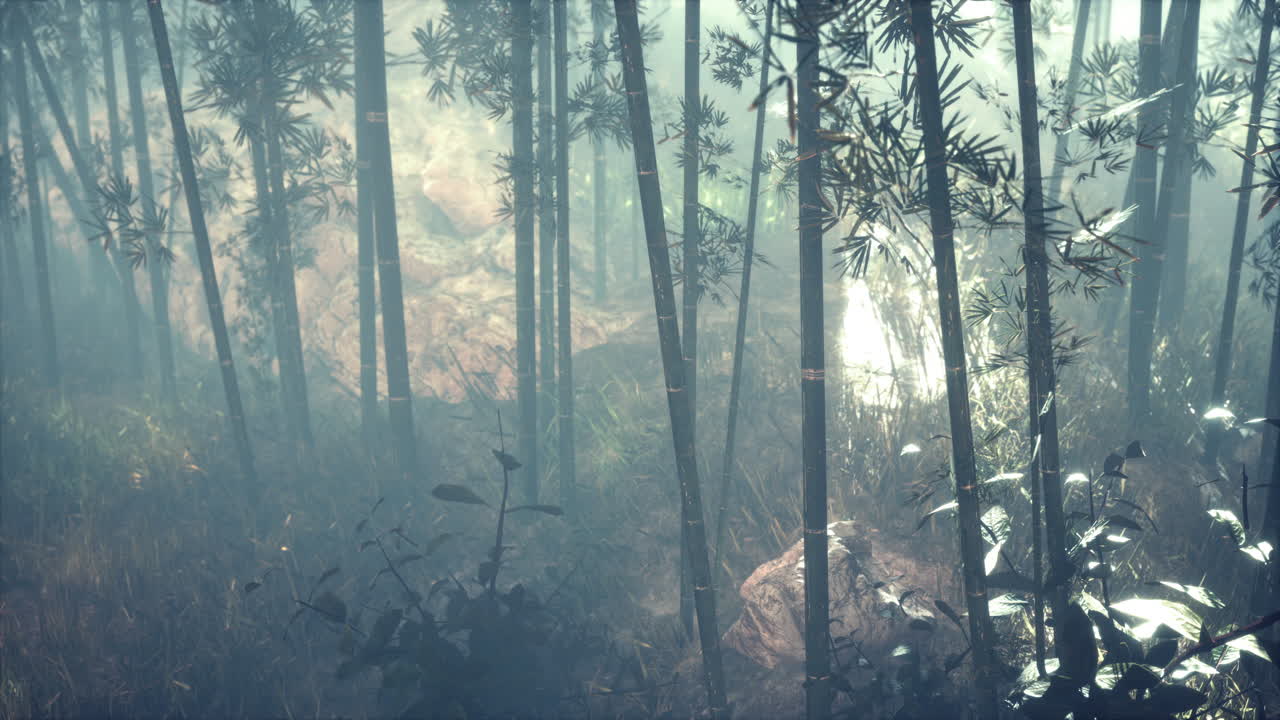 아침에  ⁇ 빛 안개 대나무 숲