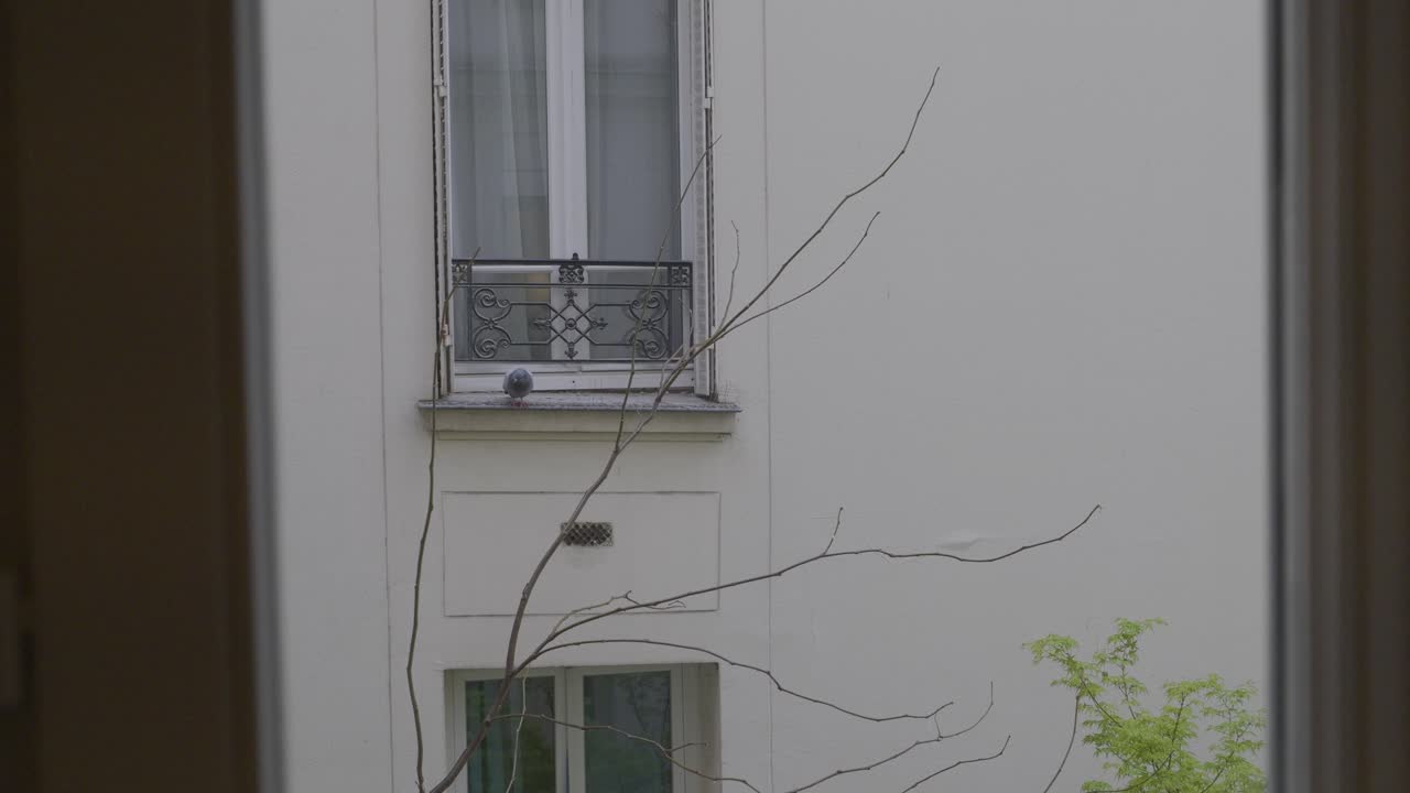 A window view of a Parisian building with a branch and balcony in the frame