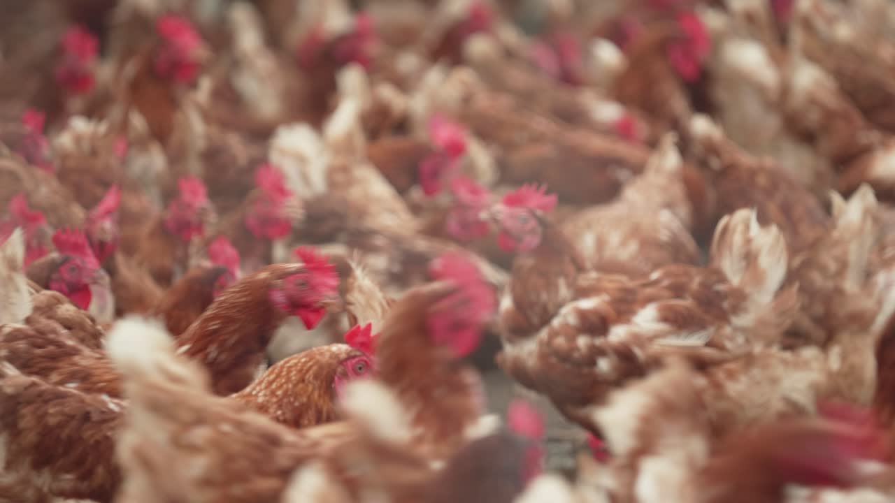 Brown Chickens Walking Across Floor Of Poultry Farm. Low Angle