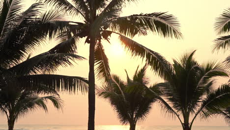 summertime: beautiful view of the sunset on coconut palms silhouette