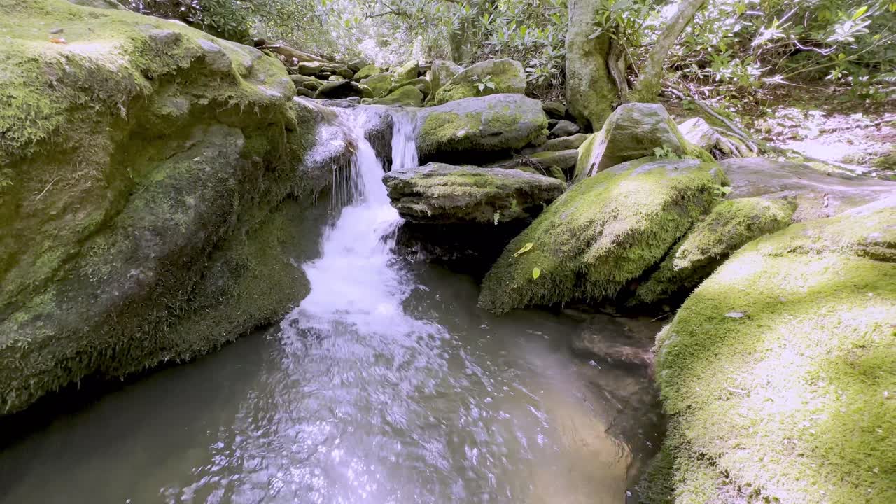 musgo de rocas en las montañas de los apalaches