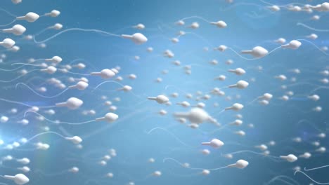 un óvulo en movimiento siendo fertilizado por espermatozoides