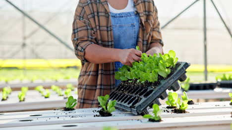 planting seedlings in a greenhouse