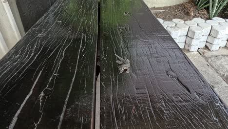 lizard moves across wet wooden boards